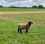 Suffolk Ram, Dieren en Toebehoren, Schapen, Geiten en Varkens, Mannelijk, Schaap, 0 tot 2 jaar