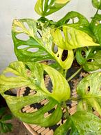 Monstera Adansonii Aurea, Huis en Inrichting, Kamerplanten, Overige soorten, In pot, Minder dan 100 cm, Groene kamerplant