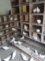 Te koop Hagenaars vliegtype, Meerdere dieren