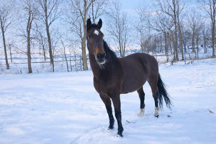 KWPN pony, Dieren en Toebehoren, Pony's, Merrie, Zadelmak, E pony (1.48m - 1.57m), Recreatiepony, 11 jaar of ouder, Met stamboom
