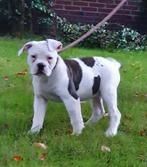 Supermooie Amerikaanse bulldog pups met stamboom., Nederland, CDV (hondenziekte), 8 tot 15 weken, Bulldog
