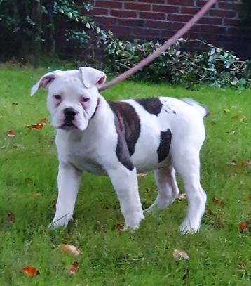 Supermooie Amerikaanse bulldog pups met stamboom. beschikbaar voor biedingen