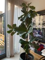 Ficus Tabaksplant ca 2 meter, Ophalen, Ficus