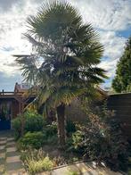 Palmboom, Ophalen, Voorjaar, Volle zon, Zaad