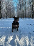 Pitbull, 6 jaar of ouder, Rabiës (hondsdolheid), Overige rassen, Teef