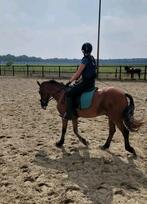 Verzorg/bijrijd pony/paard gezocht, Dieren en Toebehoren, Paarden en Pony's | Overige Paardenspullen, Ophalen of Verzenden, Nieuw