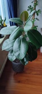 Ficus Robusta, Huis en Inrichting, 100 tot 150 cm, Ficus, Halfschaduw, In pot