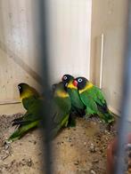Personata’s te koop., Dieren en Toebehoren, Meerdere dieren, Dwergpapegaai of Agapornis, Geringd