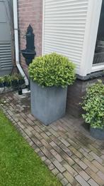 Buxus met pot, Tuin en Terras, Bloembakken en Plantenbakken, Steen, 60 cm of meer, Gebruikt, Ophalen of Verzenden