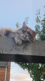 Maine coon te koop, Dieren en Toebehoren, Katten en Kittens | Raskatten | Korthaar, Poes, Gechipt, 6 jaar of ouder