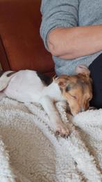 Leuke boerenfox pup!, Overige rassen, 8 tot 15 weken, Teef, Eén hond