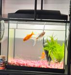 Aquarium, Dieren en Toebehoren, Vissen | Aquaria en Toebehoren, Ophalen of Verzenden, Zo goed als nieuw, Leeg aquarium