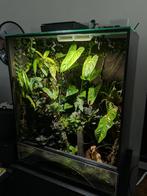 Terrarium te koop met zeldzame kikkers en bijzondere planten, Dieren en Toebehoren, Reptielen en Amfibieën | Toebehoren, Ophalen