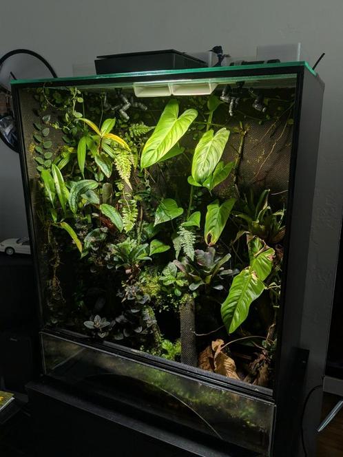 Terrarium te koop met zeldzame kikkers en bijzondere planten, Dieren en Toebehoren, Reptielen en Amfibieën | Toebehoren, Zo goed als nieuw