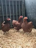 Trio wyandotte kriel, Meerdere dieren, Kip