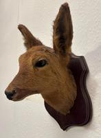 Taxidermy Hertenkopje op hout, Ophalen of Verzenden, Gebruikt, Hert, Beeldje of Figuurtje
