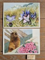 Set 25 MARJOLEIN BASTIN kaarten postcrossing nieuw, Verzamelen, Ansichtkaarten | Dieren, Ophalen, 1980 tot heden