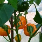 zaden Paprika Doe Hill, Verzenden, Voorjaar, Volle zon, Zaad