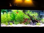 Aquarium 240 liter, Dieren en Toebehoren, Ophalen of Verzenden, Zo goed als nieuw, Gevuld zoetwateraquarium