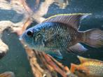 7x  Acara Electric blue, Vis