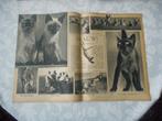 Siameese katten. 1936., Nederland, Knipsel(s), 1920 tot 1940, Verzenden