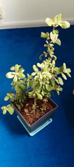 Tulsi plant / holy basil, Huis en Inrichting, Kamerplanten, Ophalen of Verzenden, Overige soorten, Minder dan 100 cm