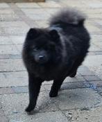 Mini Chowsky zoekt forever home, Dieren en Toebehoren, Overige rassen, CDV (hondenziekte), 1 tot 2 jaar, Teef