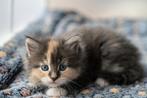 3 Maine Coon Kittens (6 weken) Zoeken een Liefdevolle huisje, Dieren en Toebehoren, Katten en Kittens | Raskatten | Langhaar, Meerdere dieren