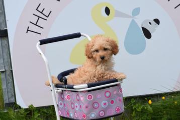 Poedel pups mooie keuze beschikbaar voor biedingen