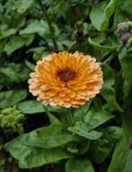 Zaden van de goudsbloem, Verzenden