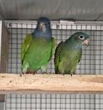 Zwartoor pionus, Meerdere dieren, Parkiet, Geringd