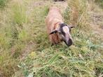 Volwassen maasduinen ram, Dieren en Toebehoren, Schapen, Geiten en Varkens, Mannelijk, Schaap
