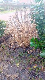 Hortensia, Tuin en Terras, Volle zon, Ophalen of Verzenden, 100 tot 250 cm, Zomer