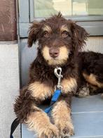 Choco Tan Doodle Teefje 5 maanden., België, Particulier, Rabiës (hondsdolheid), 15 weken tot 1 jaar