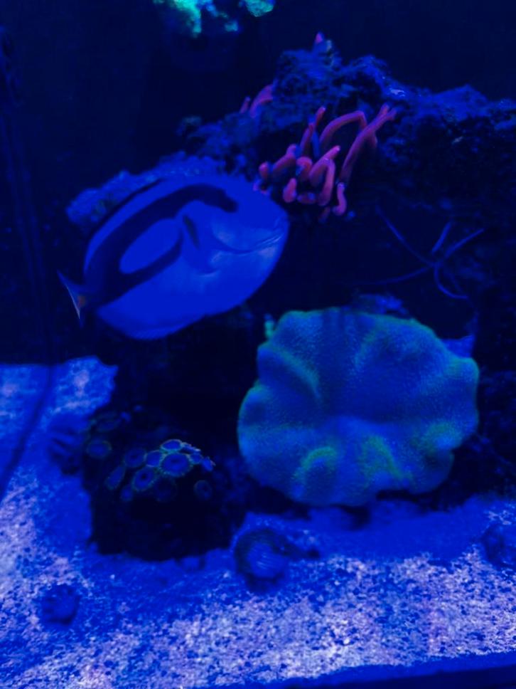 Blauwe doktervis, Dieren en Toebehoren, Vissen | Aquariumvissen, Vis