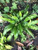 Tongvaren, Tuin en Terras, Planten | Tuinplanten, Ophalen, Vaste plant, Varens, Halfschaduw