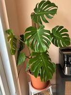 Grote Monstera plant met pot – 35 cm diameter, Ophalen, 100 tot 150 cm, Overige soorten, Halfschaduw
