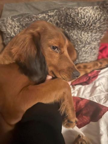 Lieve teckel zoekt nieuw warm huisje beschikbaar voor biedingen