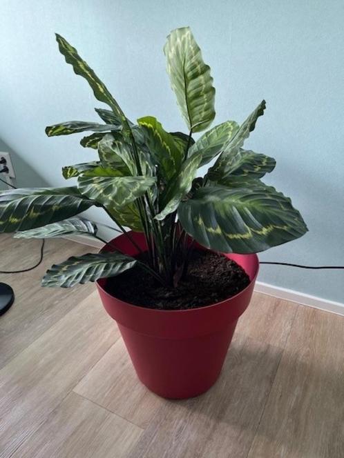 Lichtrode kunststof bloempotten, 1 grote en 4 medium i, Tuin en Terras, Bloempotten, Gebruikt, Kunststof, Balkon, Tuin, Minder dan 40 cm