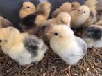 🐣 Mooie raszuivere Wyandotte Columbia kriel kuikens 🐥, Dieren en Toebehoren, Pluimvee, Meerdere dieren, Kip