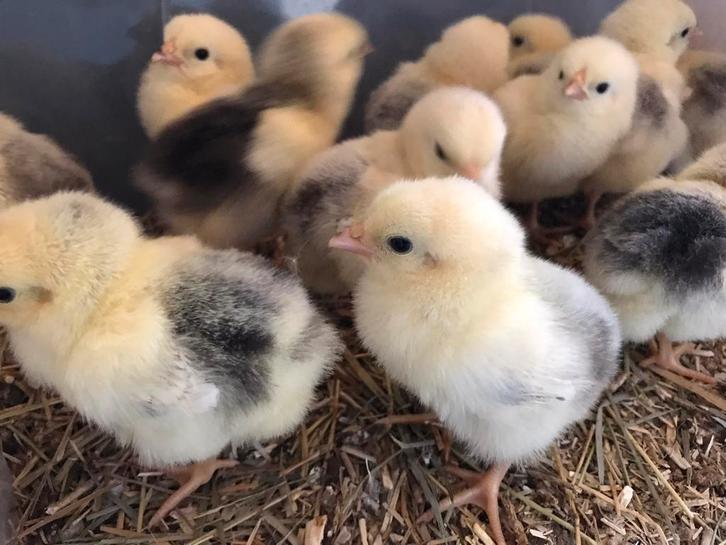 🐣 Mooie raszuivere Wyandotte Columbia kriel kuikens 🐥, Dieren en Toebehoren, Pluimvee, Kip, Meerdere dieren
