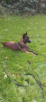 Mechelse herder teef, Dieren en Toebehoren, 1 tot 2 jaar, Teef, Eén hond, Nederland
