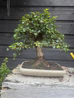 Bonsai collectie te koop., Bloeit niet, Overige soorten, Minder dan 100 cm, Ophalen