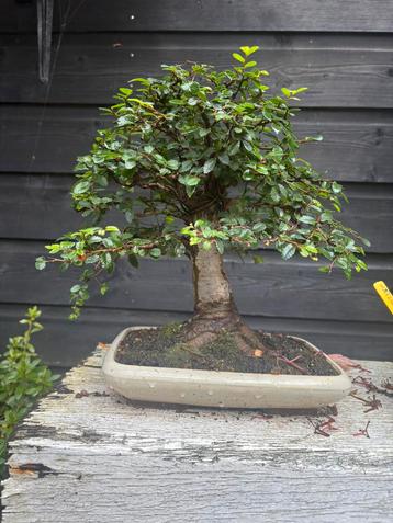 Bonsai collectie te koop. beschikbaar voor biedingen