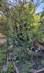 Rozenbottel struik zelf uitgraven, Tuin en Terras, Planten | Bomen, Ophalen, Halfschaduw, Overige soorten, Lente