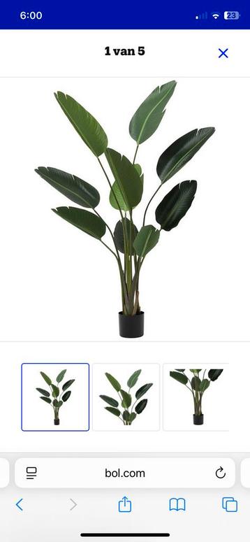 Prachtige strelitzia kunstplant 150 cm - Dulaire j-line beschikbaar voor biedingen