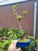 kastanje bonsai, Minder dan 100 cm, Overige soorten, Ophalen of Verzenden