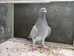 overnacht duivin van vilsteren, Dieren en Toebehoren, Vogels | Duiven, Vrouwelijk, Postduif