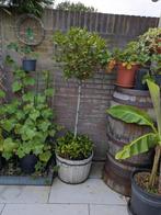 Keuken Laurier/Laurus Nobilis. De eetbare laurier, Tuin en Terras, Planten | Tuinplanten, Ophalen, Overige soorten, Halfschaduw