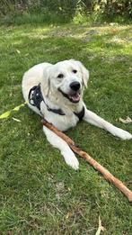 Mooie Raszuivere Golden: Léon, Dieren en Toebehoren, Honden | Niet-rashonden, Reu, 1 tot 2 jaar, Eén hond, Nederland